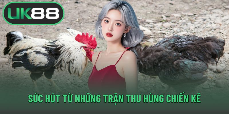 Sức hút từ những trận thư hùng chiến kê