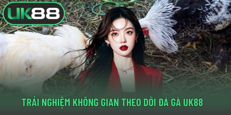 Trải nghiệm không gian theo dõi đá gà UK88