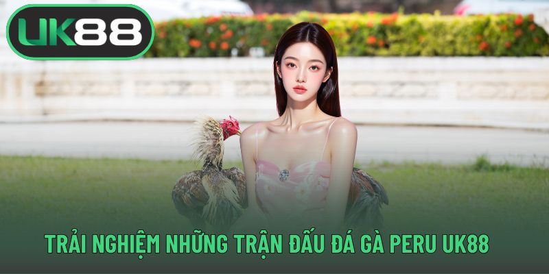 Trải nghiệm những trận đấu đá gà Peru UK88