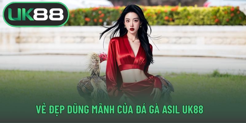 Vẻ đẹp dũng mãnh của đá gà Asil UK88